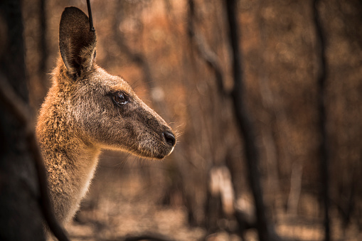Kangaroo in burnt forest after bushfires swept through during an Australian summer.