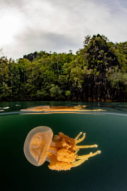 Jellyfish lake stock photo