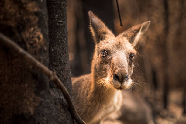istock Sad looking Kangaroo in burnt forest after bushfires 1222310911