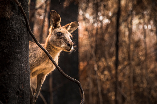 Worried looking Kangaroo in burnt forest after bushfires swept through during an Australian summer.