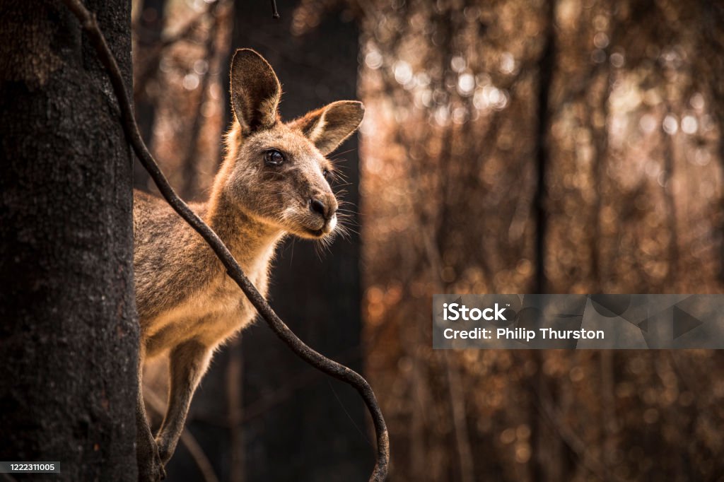 Worried looking Kangaroo in burnt forest after bushfires Worried looking Kangaroo in burnt forest after bushfires swept through during an Australian summer. Australia Stock Photo
