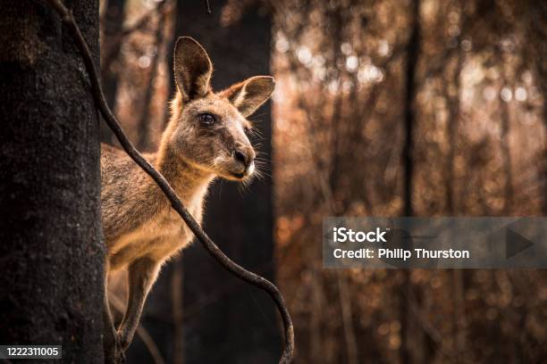 Worried Looking Kangaroo In Burnt Forest After Bushfires Stock Photo - Download Image Now