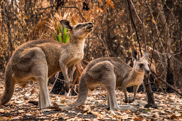 istock Kangaroos in burnt forest after bushfires 1222311576