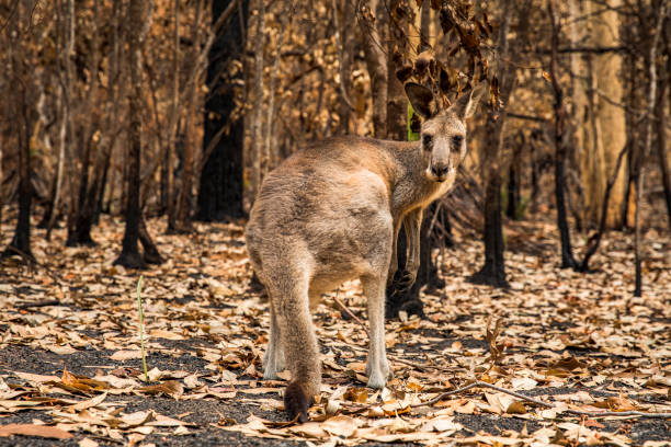 istock Kangaroo in burnt forest after bushfires 1222311586