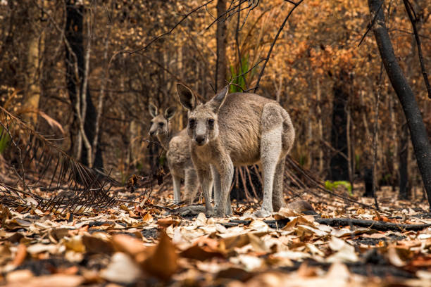 istock Kangaroos in burnt forest after bushfires 1222311601
