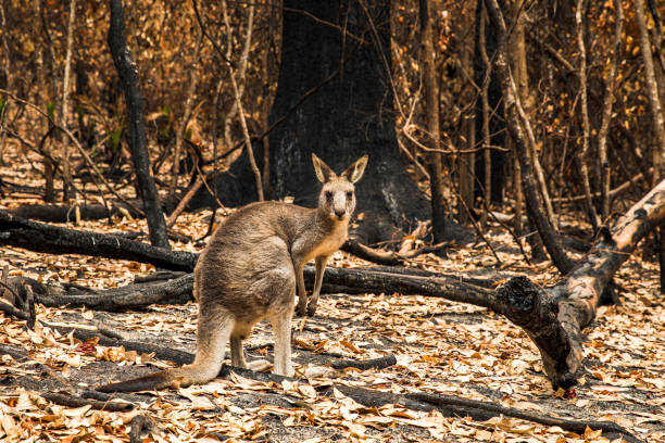 istock Kangaroo in burnt forest after bushfires 1222311639