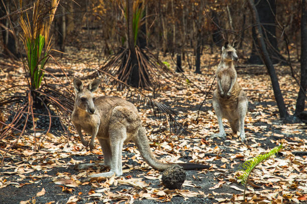 istock Kangaroos in burnt forest after bushfires 1222311678