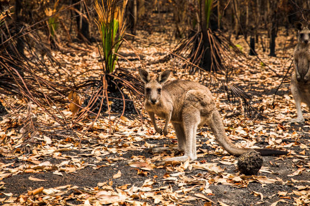 istock Kangaroo in burnt forest after bushfires 1222311742