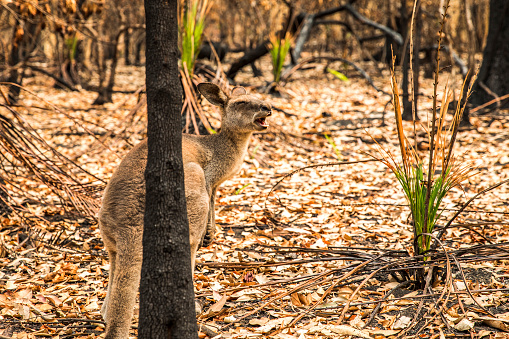 Sad looking kangaroo in burnt forest after bushfires swept through during an Australian summer.