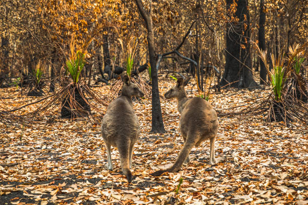 istock Confused looking kangaroos in burnt forest after bushfires 1222311770