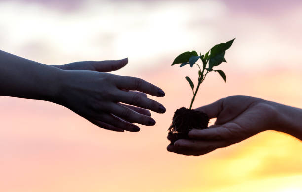 istock Man Giving pepper seedling on sunset 1222312560