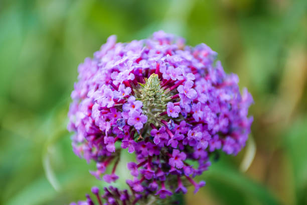 istock The head of a wild flower 1222313205