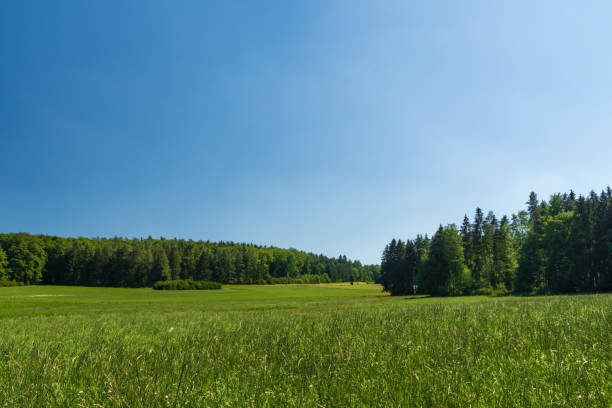 istock Landscape of a meadow and woods 1222313286