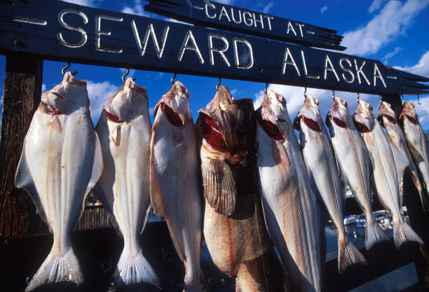 Fishes proudly hung for pictures after being caught in the waters of Seward, Alaska.