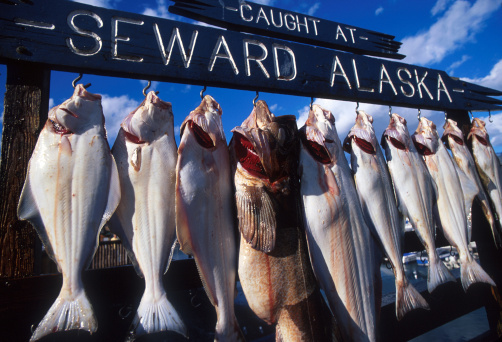 Fishes proudly hung for pictures after being caught in the waters of Seward, Alaska.