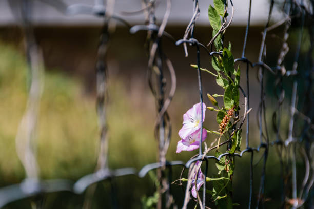 istock A Field Bindweed growing on a wire-mesh fence 1222313963