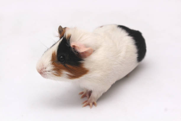 istock Pet guinea pig looks at a white background 1222314632