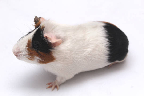 istock Pet guinea pig looks at a white background 1222314653