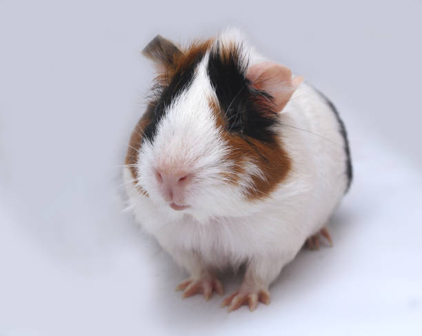 istock Pet guinea pig looks at a white background 1222314671