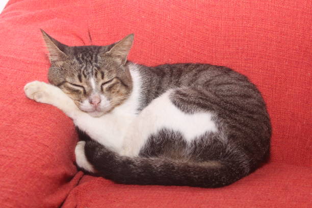 istock funny striped cat sleeping on a red sofa. 1222315289