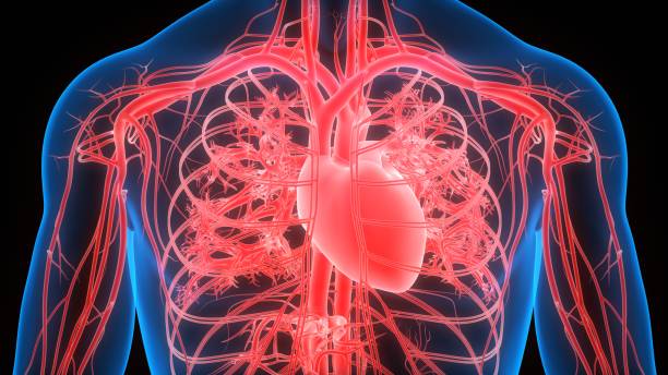 istock Human Circulatory System Heart Anatomy 1222315392