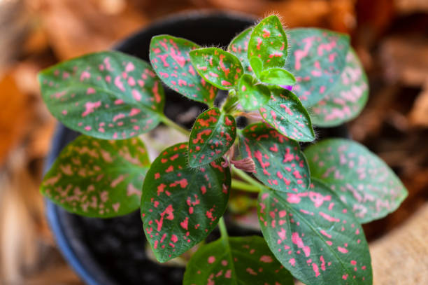 istock Hypoestes plant background 1222315572
