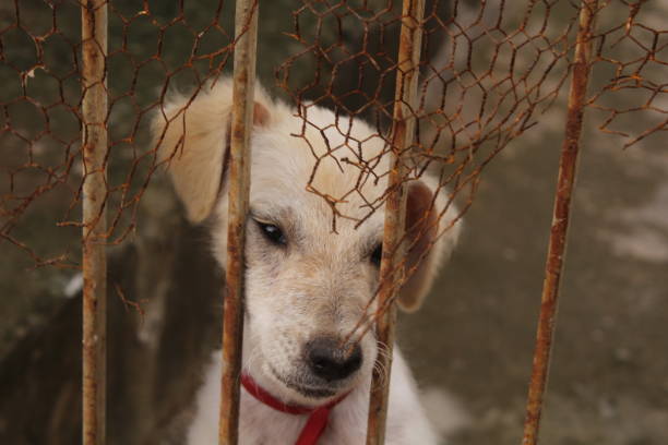 istock Sad puppy dog ​​looking behind a gate. 1222315670