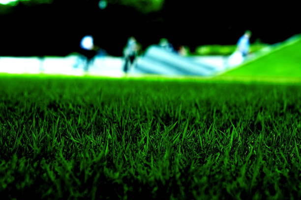 Lawn on the street corner