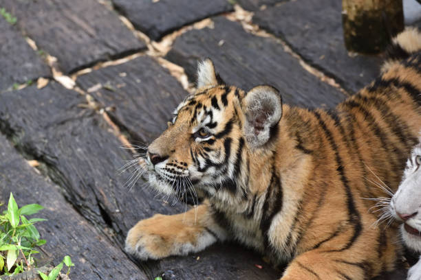 istock Tiger, a king of cats 1222317934