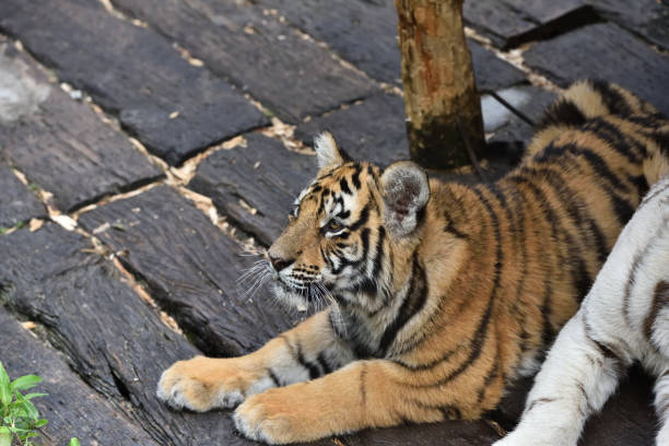istock Tiger, a king of cats 1222317935