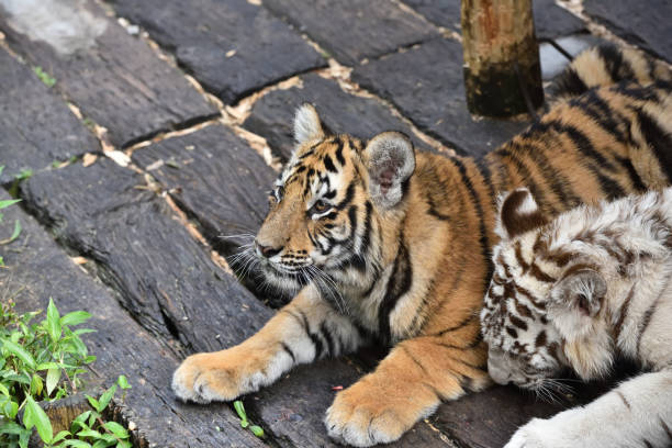 istock Tiger, a king of cats 1222317936