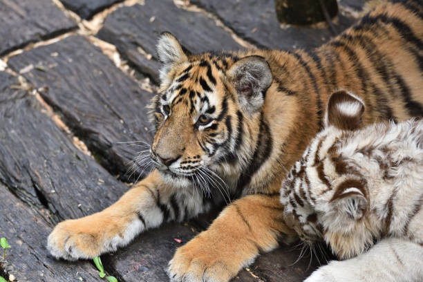 istock Tiger, a king of cats 1222317937