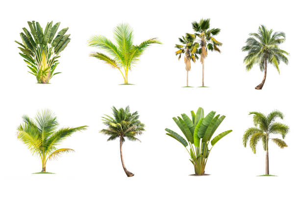 istock Coconut and palm trees Isolated tree on white background , The collection of trees.Large trees are growing in summer, 1222318547