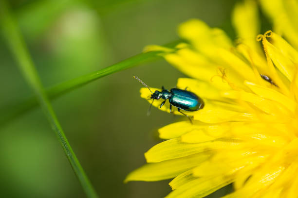 Colorful foliage ground beetle (Lebia viridis) on dandelion (Taraxacum officinale) flower head in springtime.