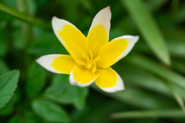 Late tulip (Tulipa cf. tarda) flower in bloom in springtime.
