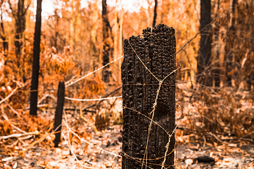 Burnt fence post and broken barbed wire during forest fire in Australia.