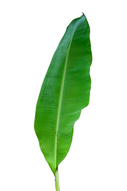 istock banana leaf isolated white background with clipping path. HD Image and Large Resolution. can be used as wallpaper 1222322978