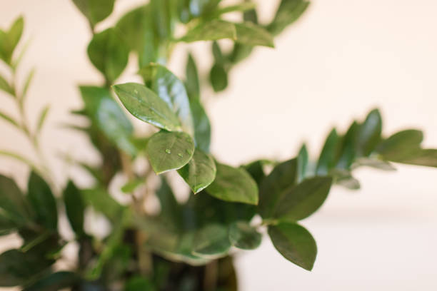 istock ZZ Plant 'Zanzibar Gem' Plant 1222325430