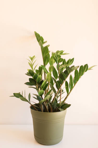 istock ZZ Plant 'Zanzibar Gem' Plant 1222325655