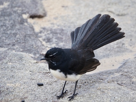 Closeup of a black and white bird, a Willy Wagtail, with its distinctive fan tail, standing on grey rock near Brunswick Heads beach NSW Australia
