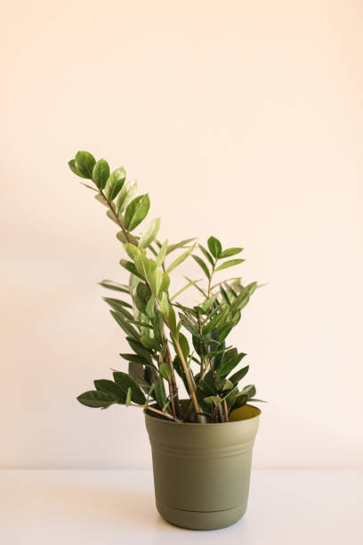 istock ZZ Plant 'Zanzibar Gem' Plant 1222327084