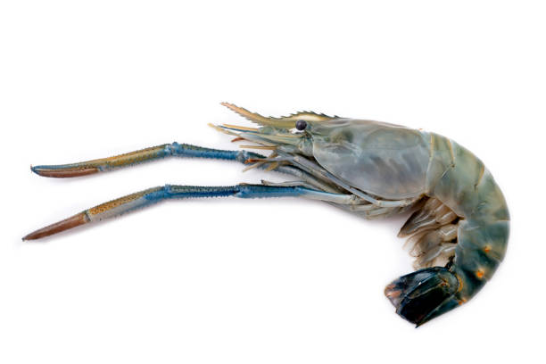 istock raw shrimp isolated on white background 1222329931
