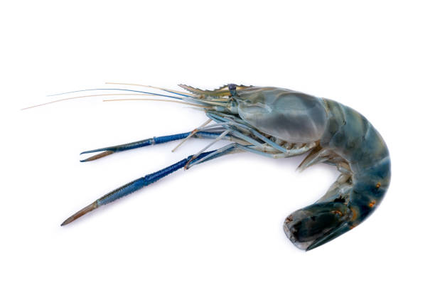 istock raw shrimp isolated on white background 1222329933