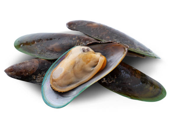 istock Fresh mussel for seafood isolated on white background 1222329986