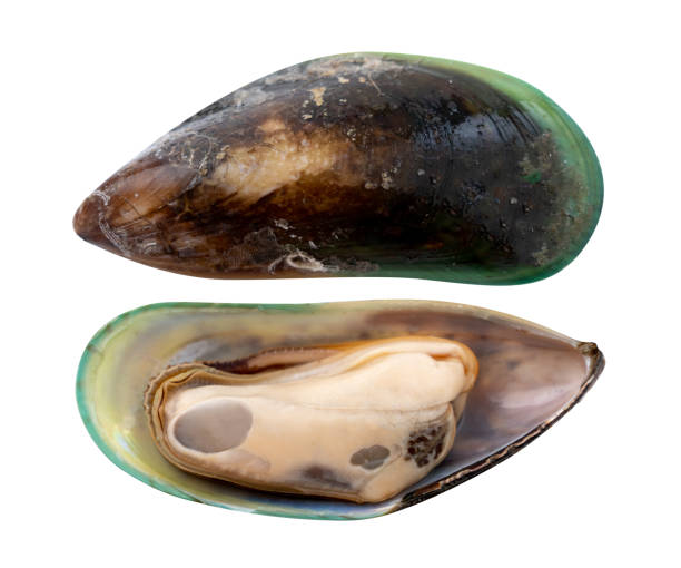 istock Fresh mussel for seafood isolated on white background 1222329998