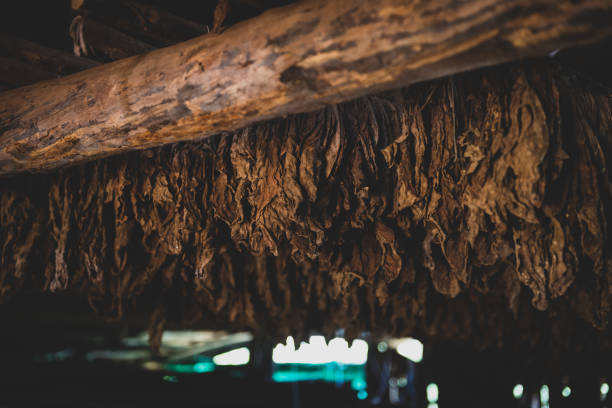 Tobacco hangs to dry inside a barn near Vinales, Cuba