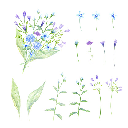 Watercolor illustration of plant set.