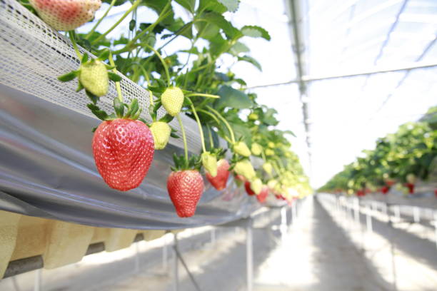 istock strawberry grown in a greenhouse 1222333281