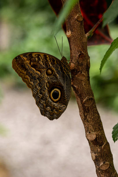 istock Living rainforest butterflies from Panama. 1222334894