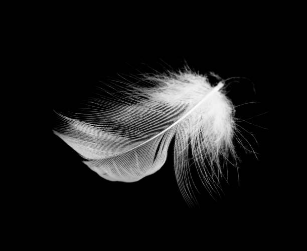 istock Beautiful white feather floating in air isolated on black background 1222338870